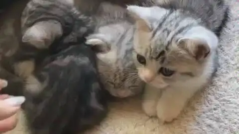 抖音那些可爱的猫猫狗狗
