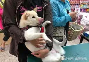 柴犬做绝育,表情凝重,给口肉条,命根子都可舍弃
