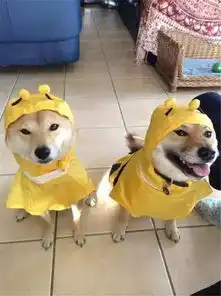 柴犬tora自带困惑表情,一说洗澡就一脸忧桑
