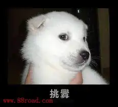 狗狗酷似人的十七种表情转载
