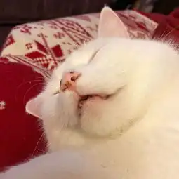 满脸写着抗拒的猫,因一张表情包爆红我就是不吃菜
