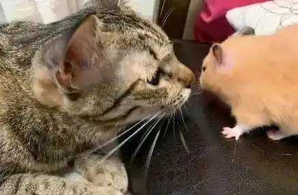 仓鼠被3只猫包围,惊悚的表情笑翻网友,仓鼠你们要干啥
