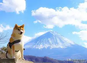 万用表情包超萌的吃货柴犬,看完下辈子就决定当阿柴了
