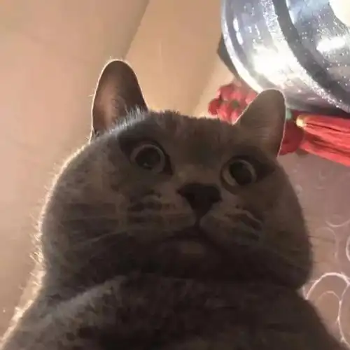 有没有可爱到爆炸的头像猫咪单人头像丨表情包
