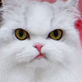 超级可爱的网红猫咪动态表情包
