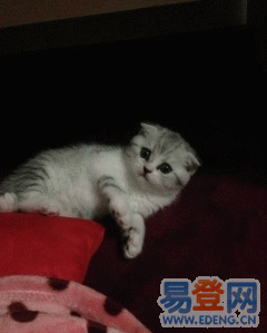 萌萌哒表情帝小折耳猫找新小主啦,爱猫的朋
