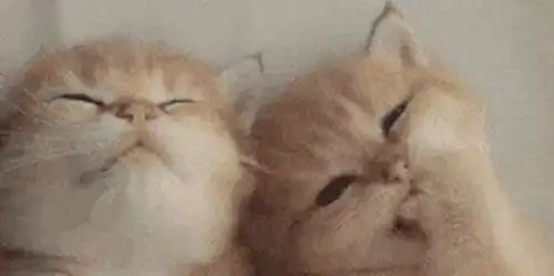 橘猫妈妈一口气生下六个崽,表情神秘,主人一看硬是笑了一路
