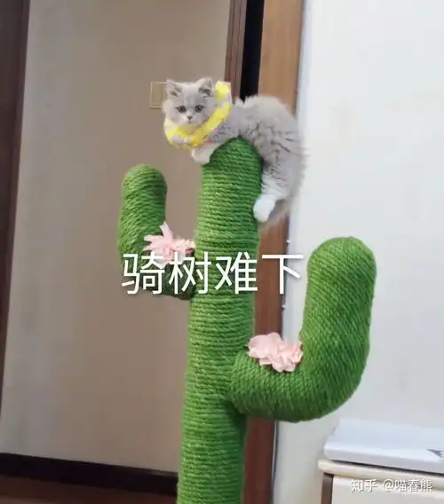 有没有可爱又沙雕的自家猫咪表情包

