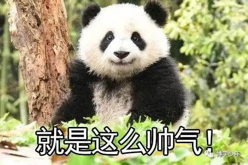 当大熊猫失去黑眼圈,这模样实在太可爱了哈哈哈哈
