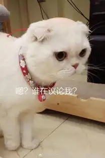 第一期猫界表情包pk,刘二豆瓜皮等众多猫星中谁会成最大赢家
