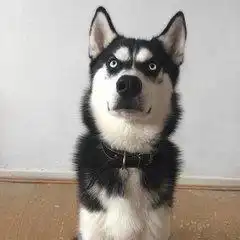 哈士奇版哮天犬遇到孙大圣,一个白眼电萌你
