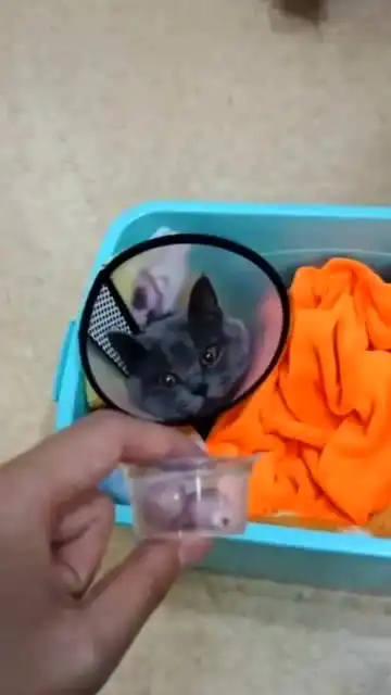 给猫咪做完绝育手术之后,看到它的表情才知道什么叫蛋蛋的忧伤
