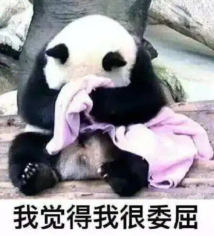 昨天,成都ifs的大熊猫糊了