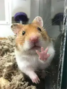 其实仓鼠宝宝也是表情帝呢
