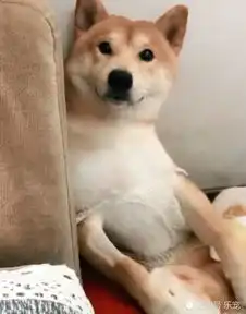 主人带柴犬去做绝育手术,回家看到柴犬这表情,主人却瘆得慌
