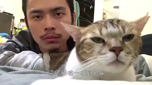 猫咪跟交警一样举起手拦住车,好让小鸭子过马路,这猫怕是成精了吧
