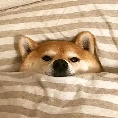 没事表情包土味狗狗
