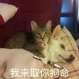 可爱猫的表情包
