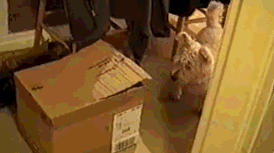 搞笑gif美女啊,你这球都发到姥姥家去了啊
