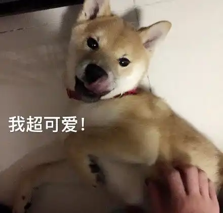 柴犬表情包全套柴犬doge表情包下载
