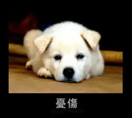 好可爱的宠物表情不知道有没有人发过不断更新中,喜欢的顶顶矮大家都来贴亚嘿嘿