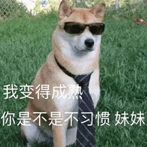说好不可以成精的这是我见过的最会享受的狗
