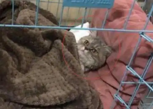 做完结扎后的猫咪黯然神伤,主人追悔莫及,不出几天离他而去
