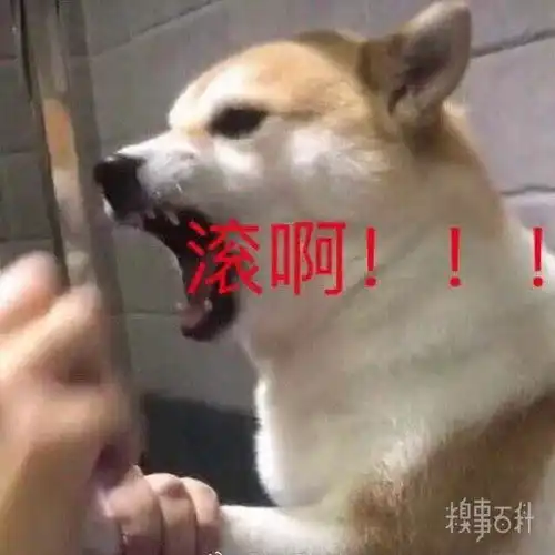 沙雕表情包更新,礼貌拿图小狗狗能有什么坏心眼呢请多担待啦强颜欢笑哥哥,带我打游戏嘛滚啊我也想要甜甜的恋爱乖巧懂事这也太那个了吧

