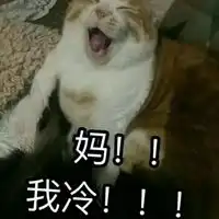 叫妈的猫咪表情包
