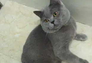 主人带蓝猫去打点滴,蓝猫的表情亮了,笑的护士针都扎歪了
