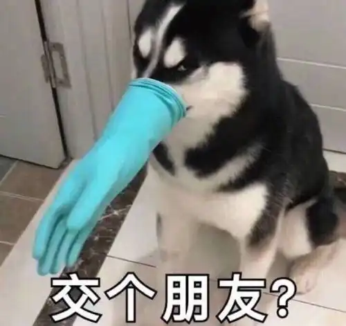 不笑的萨摩耶有多严肃
