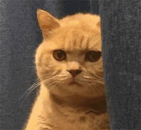 如果妖猫传里不是黑猫而是橘猫,我能吸上30年
