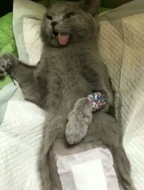 女子带猫咪做绝育,才远远瞟了它一眼,顿时就觉得有些心虚了
