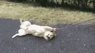我的表情包去世了

