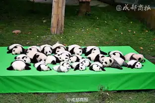 宇宙第一天团23只熊猫幼仔集体亮相上演熊猫瘫
