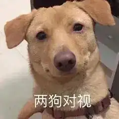 救命狗子当着我的面吃了自己的粑粑
