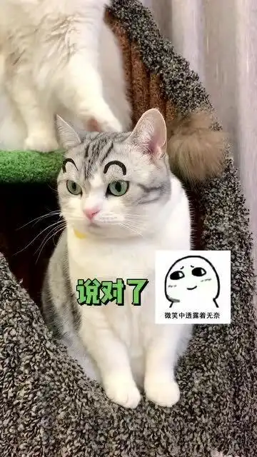 你们想看的老花贴眉毛,这猫居然抑郁了,表情太好看了
