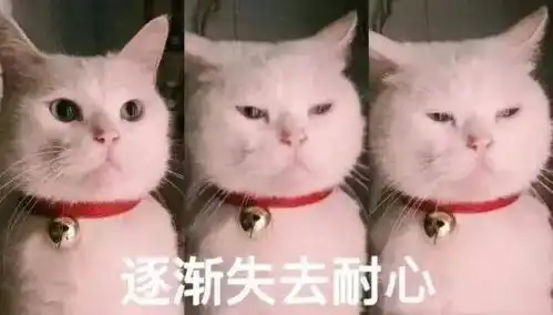 你如果把猫咪自己放在家里,那你必须要注意这几点
