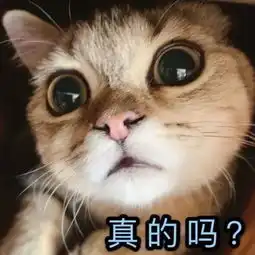 全新猫咪斗图表情包来啦