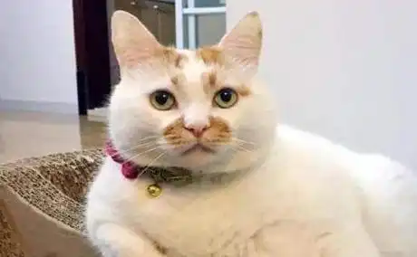 这些猫咪都是戏精,你可能不知道名字,但都见过它们的表情包
