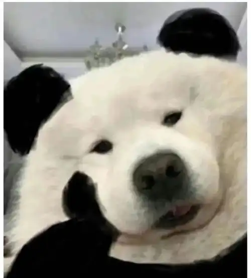 见面就亲,牵手甩一摞钞票老baby们的相亲也太刺激了吧
