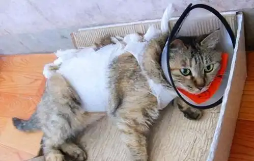 猫咪不绝育,10年后会有怎样的变化
