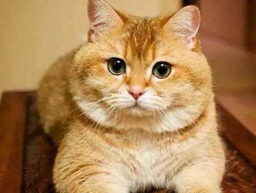 猫咪会不会营养过剩,猫咪补营养太多过剩吗