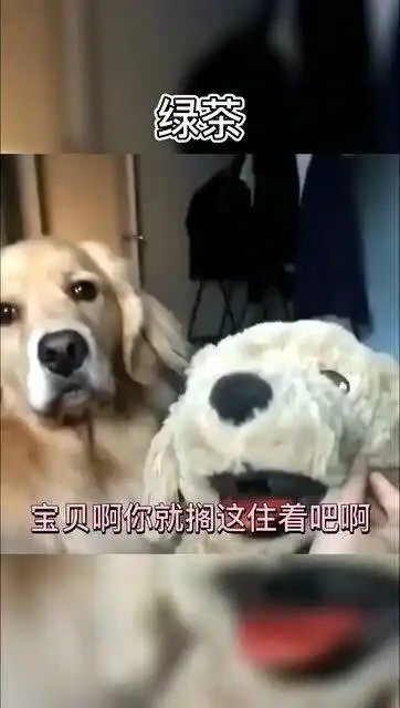 碰到绿茶要怎么办,在线等看狗子这无助的表情
