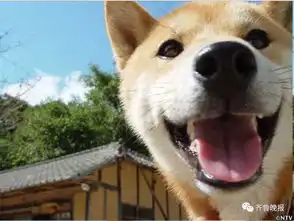 16岁表情包柴犬北登去世日本网民集体哀悼
