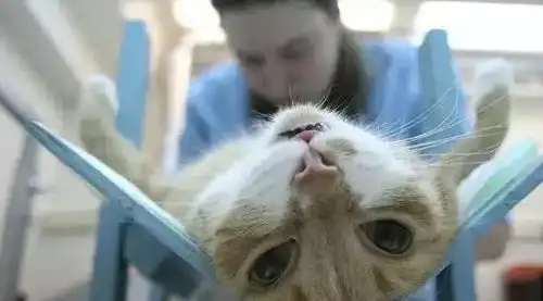 不管你要不要给猫咪做绝育,这5大好处你了解一下
