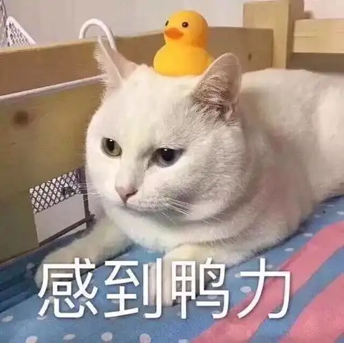 新宠表情包今天也要加油鸭你好棒棒鸭
