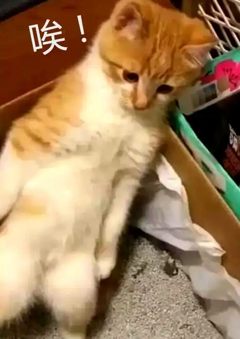 小橘猫站在猫砂盆里无处下脚,嫌弃模样萌翻了我想换铲屎官
