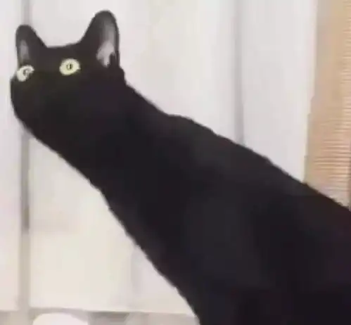 黑猫是魔鬼的化身看过它的样子你就知道了

