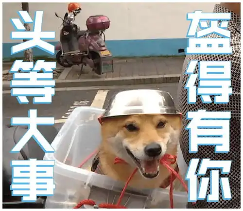 笑喷大爷骑车给狗子戴自制头盔
